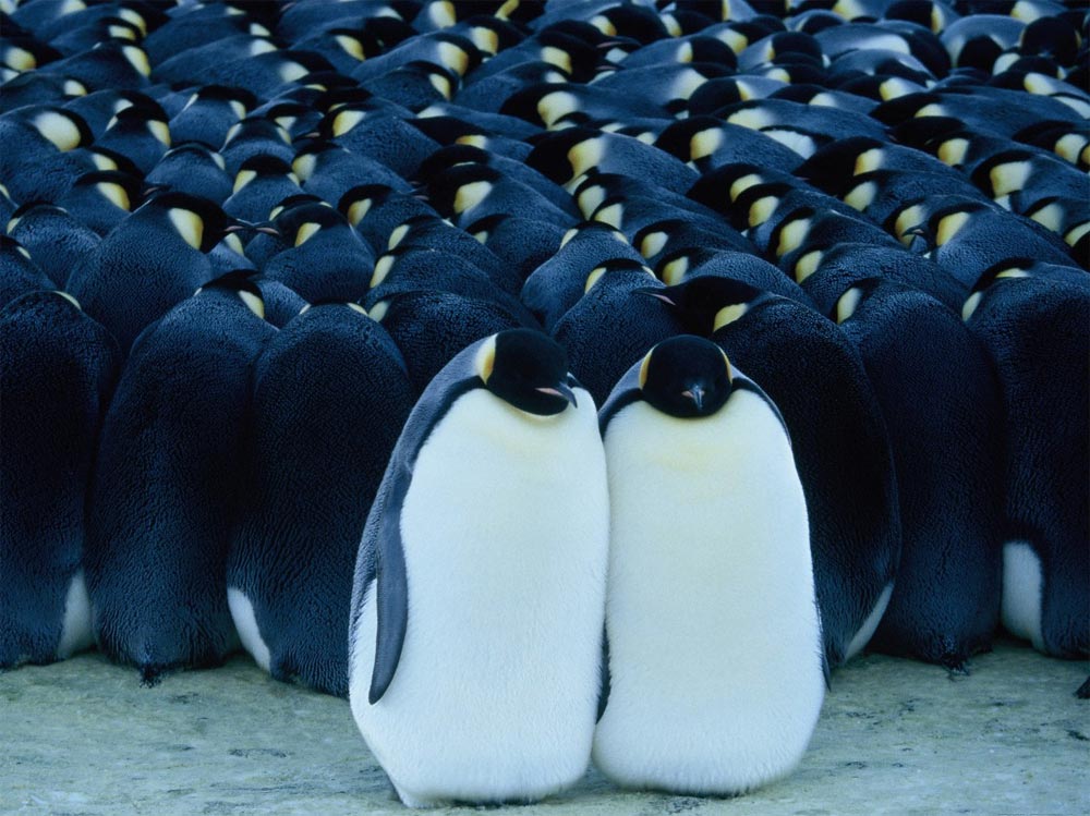 pinguino caracteristicas