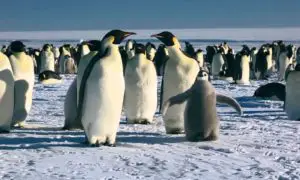 Pinguino caracteristicas -8