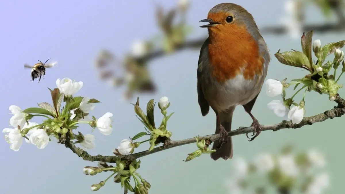 Por que cantan los pájaros