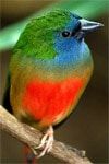 Aves con colores extraordinarios