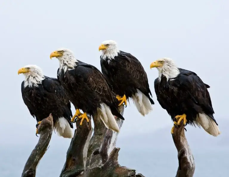 Águila Calva 】características Hábitat Reproducción Extinción Y Más 5367