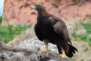 Águila real en peligro de extinción por pérdida de su hábitat