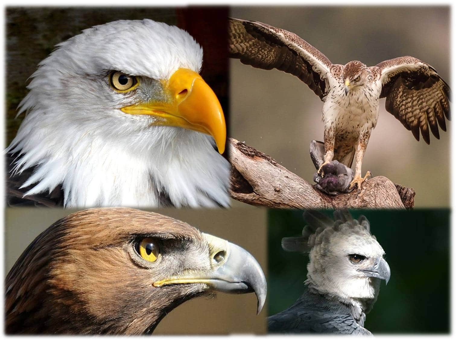 Aguilas en peligro de extinción