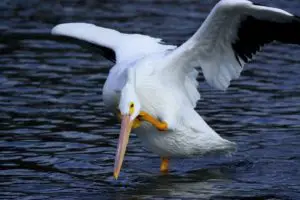 alimentacion del pelicano-12