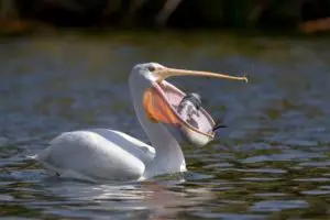 alimentacion del pelicano-2