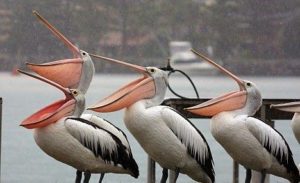 alimentacion del pelicano