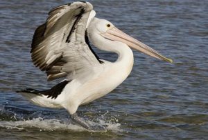 alimentacion del pelicano-6
