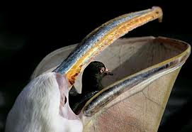 alimentacion del pelicano-7