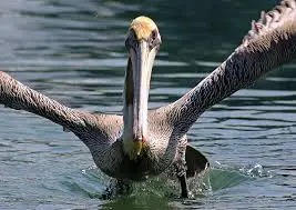alimentacion del pelicano-9