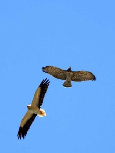 Águila culebrera: características, curiosidades y mas.