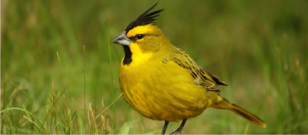 ave cardenal amarillo: Todo lo que tienes que conocer