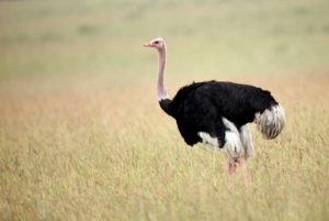 Distribución y hábitat de los avestruces