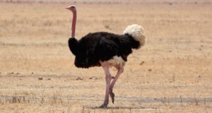 El avestruz donde vive y como es su alimentacion