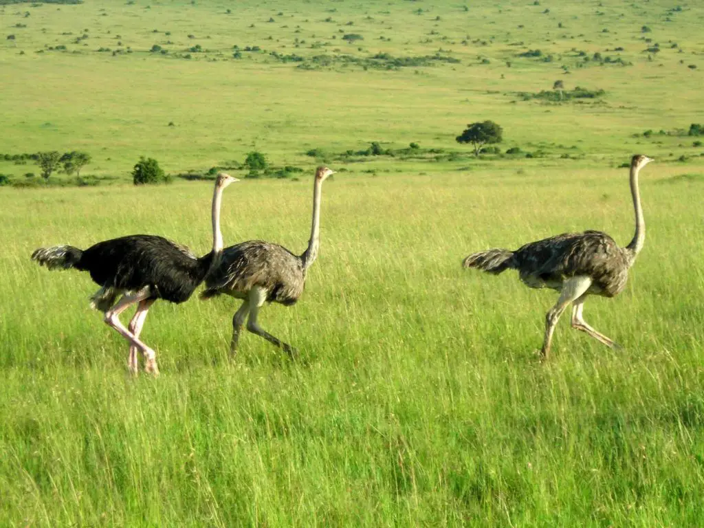 especies del avestruz