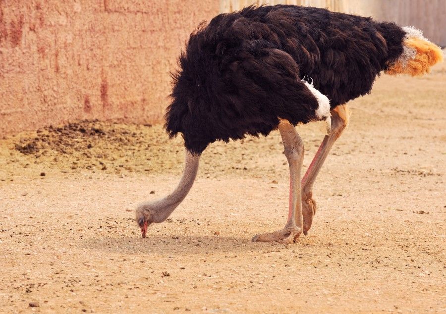 la avestruz no mete la cabeza en la tierra