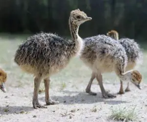 polluelos de avestruz