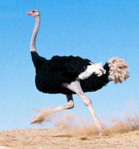El avestruz donde vive 