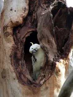 cacatúa galerita en nido de arbol