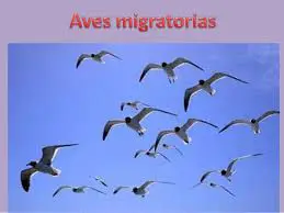 caracteristicas de las aves migratorias