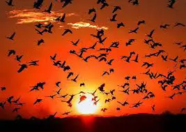 caracteristicas de las aves migratorias por excelencia
