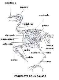 caracteristicas de las aves esqueleto