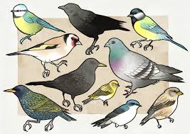 caracteristicas de las aves y sus diferencias