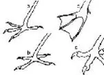 caracteristicas de un pajaro patas distintas