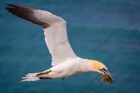  caracteristicas del ave marina alcatraz