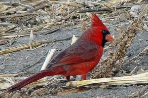 Como se alimenta el ave cardenal rojo