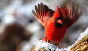 Como se alimenta el ave cardenal y sus peculiaridades más interesantes