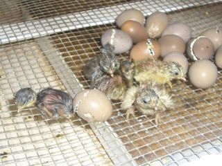eclosión de huevos de codorniz china