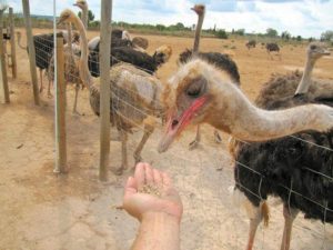 como alimentar a un avestruz