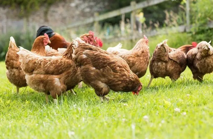 cuantas gallinas por metro cuadrado organica