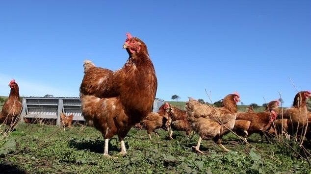 Cuántas gallinas tener por metro cuadrado organica