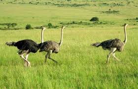 El avestruz donde vive