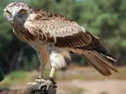 Águila culebrera: características, curiosidades y mas.