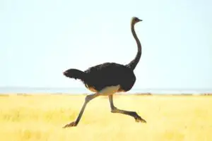 El avestruz donde vive y como es su vida