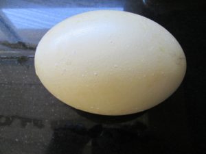 huevos del avestruz