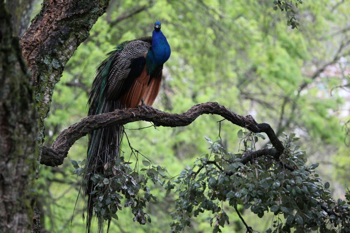 Faisán azul: todo lo que debes saber acerca de esta especie