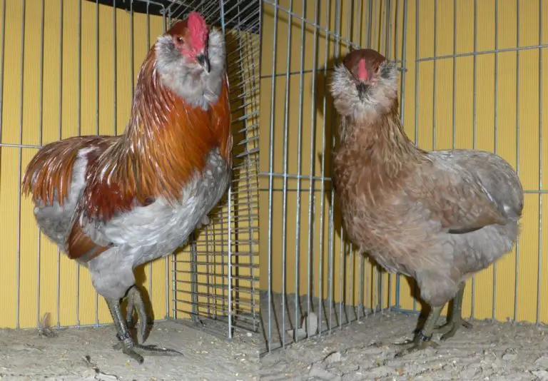 GALLINA ARAUCANA 】Características, Crianza, Huevos Y Mas