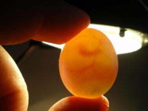 feto de gallina brahma dentro del huevo