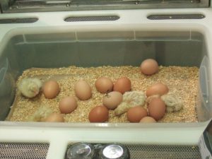 huevos de gallina brahma en incubadora artificial