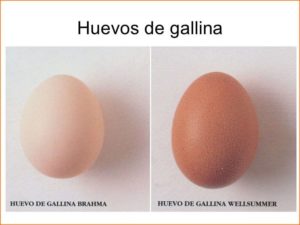 comparación huevo de gallina wellsummer y gallina brahma
