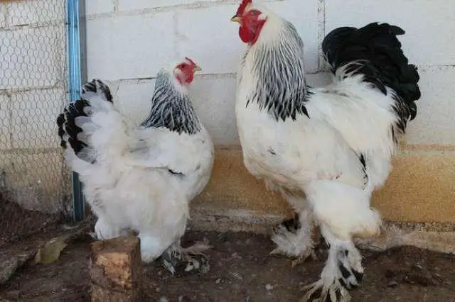 comparación de tamaño de la gallina brahma entre hembra y macho