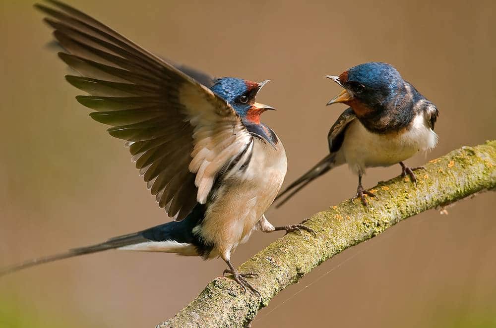 GOLONDRINA Caracter sticas Migraci n Alimentaci n Y M s