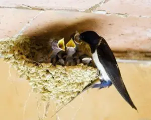 elaboración de nidos