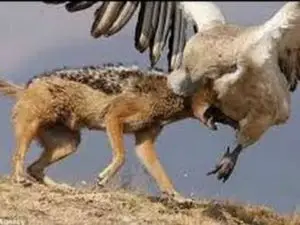 El aguila real y su ataque a lobos