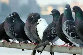 Enfermedades causadas por las palomas y sus consecuencias