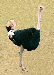El avestruz donde vive y como es su habitat