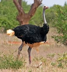 El avestruz donde vive y su periodo de vida